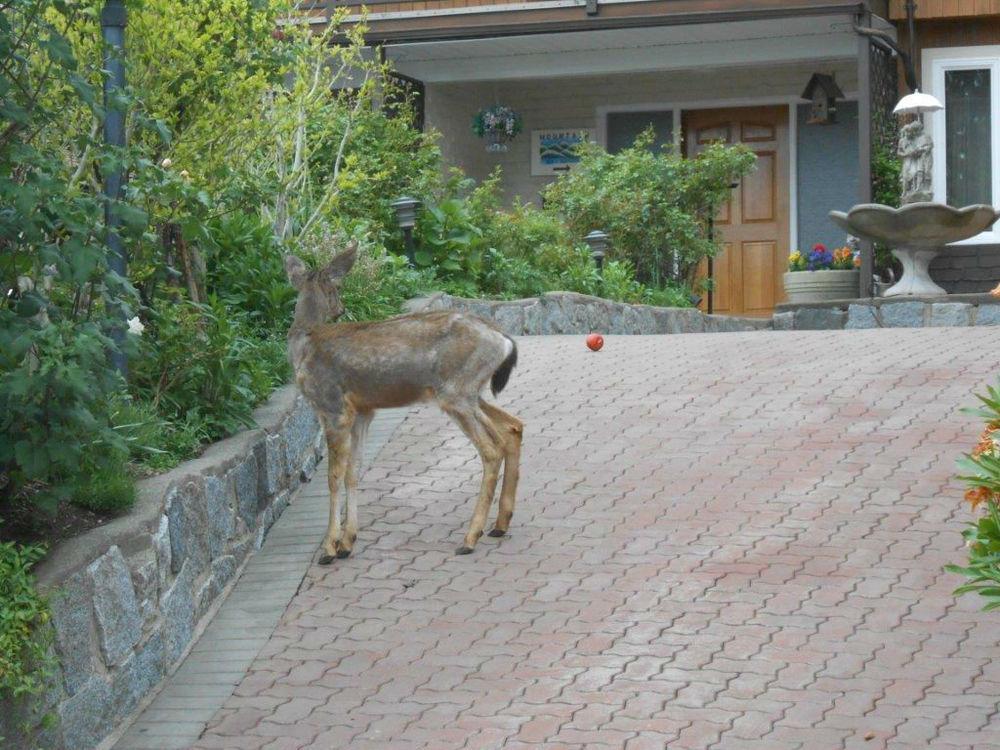 Mountain Bed & Breakfast ノースバンクーバー エクステリア 写真
